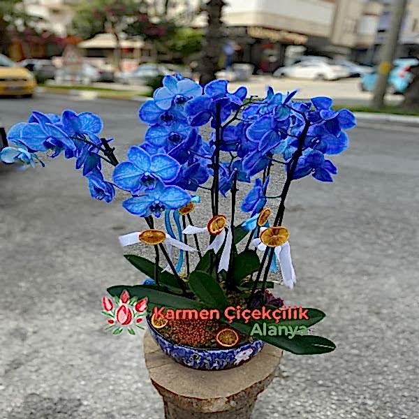 Alanya Çiçekçi - Seramik içinde orkideler