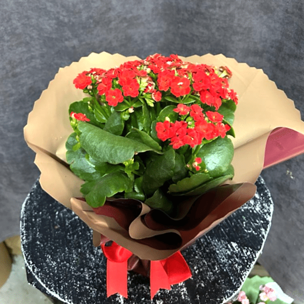  Alanya Çiçekçiler - Kalanchoe