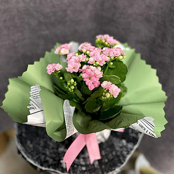  Alanya Çiçek Siparişi - Kalanchoe PEMBE 