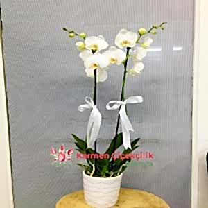  Alanya Çiçek - ANNELER GÜNÜNE ÖZEL ORKİDELERİMİZ İNDİRİMDE
