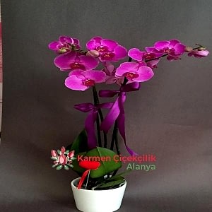 Alanya Çiçekçi - Mor orkide