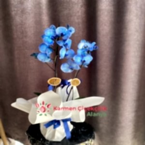 Alanya Çiçekçi - Çift  Dallı Mavi Orkide