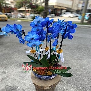Alanya Çiçekçi - Seramik içinde orkideler