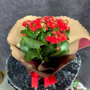 Alanya Çiçekçiler - Kalanchoe
