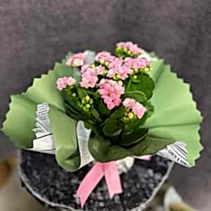  Alanya Çiçek Siparişi - Kalanchoe PEMBE 